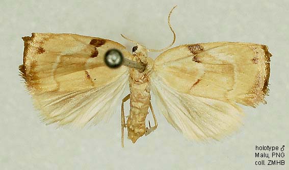 Papua Insects Foundation (Lepidoptera/Erebidae/[Arctiidae]Arctiinae)